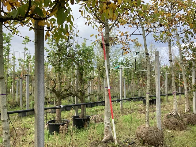 Gewone walnoot - vrucht- / fruitboom (3x) - afbeelding 1 van  4