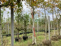 Gewone walnoot - vruchten/fruitbomen (2x) - afbeelding 1 van  4