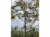 Gewone walnoot - vruchten/fruitbomen (2x) - afbeelding 2 van  4