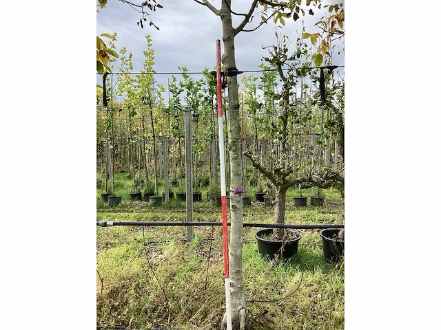 Gewone walnoot - vruchten/fruitbomen (2x) - afbeelding 3 van  4