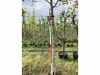 Gewone walnoot - vruchten/fruitbomen (2x) - afbeelding 3 van  4