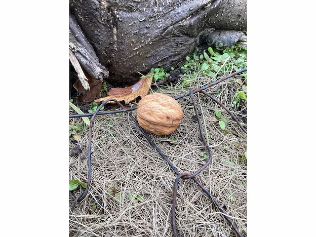 Gewone walnoot - vruchten/fruitbomen (2x) - afbeelding 4 van  4