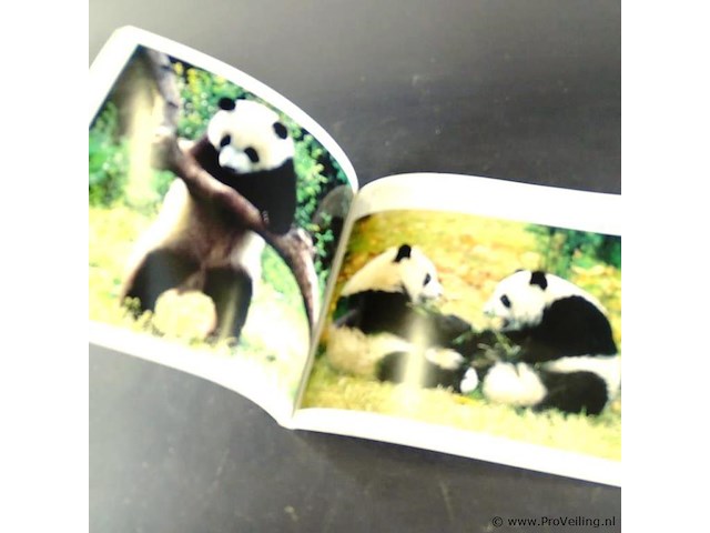 Giant panda - afbeelding 5 van  5