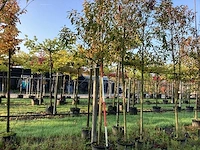 Glansmispel - parkboom - afbeelding 1 van  3