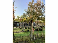 Glansmispel - parkboom - afbeelding 2 van  3