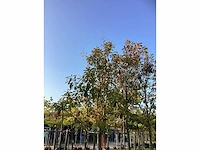 Glansmispel - parkboom - afbeelding 3 van  3