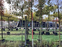 Glansmispel - sierboom (2x) - afbeelding 1 van  4