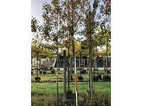 Glansmispel - sierboom (2x) - afbeelding 2 van  4