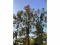 Glansmispel - sierboom (2x) - afbeelding 3 van  4