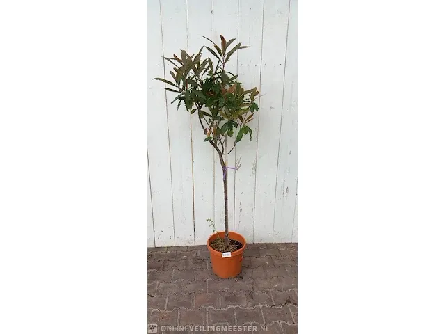 Glansmispel photinia - afbeelding 1 van  6