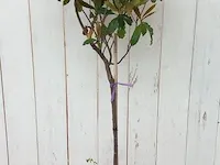 Glansmispel photinia - afbeelding 1 van  6