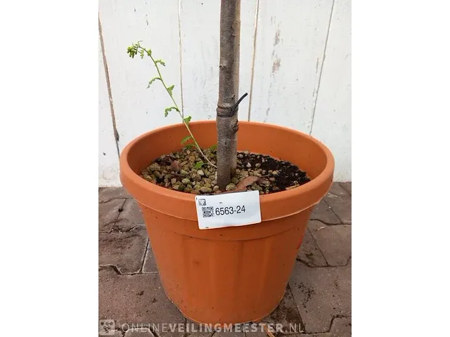 Glansmispel photinia - afbeelding 2 van  6