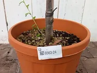 Glansmispel photinia - afbeelding 2 van  6