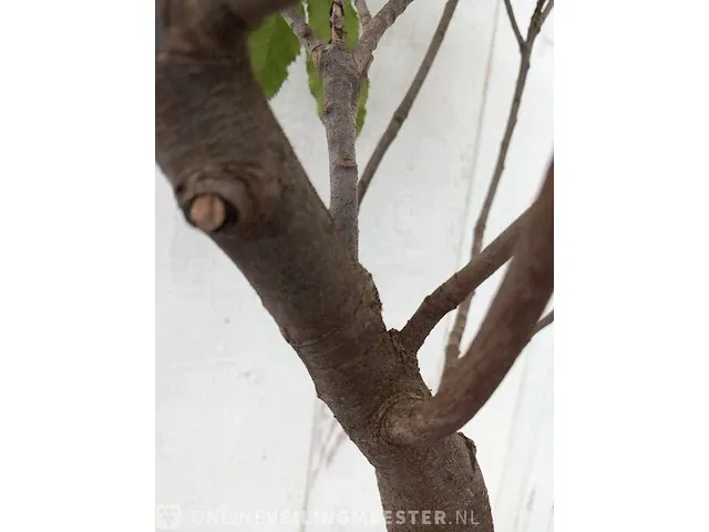 Glansmispel photinia - afbeelding 3 van  6