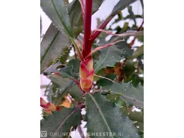 Glansmispel photinia - afbeelding 4 van  6