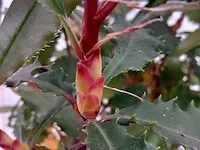 Glansmispel photinia - afbeelding 4 van  6