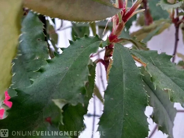 Glansmispel photinia - afbeelding 5 van  6