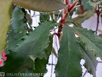 Glansmispel photinia - afbeelding 5 van  6