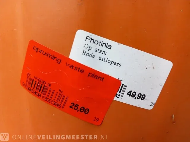 Glansmispel photinia - afbeelding 6 van  6
