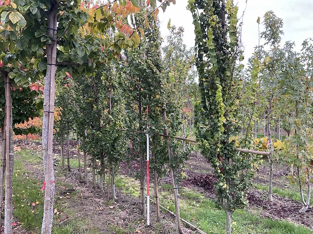 Goudiep - ulmus 'wredei' - afbeelding 1 van  5