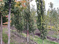 Goudiep - ulmus 'wredei'