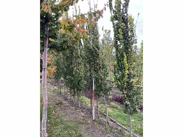 Goudiep - ulmus 'wredei' - afbeelding 2 van  5