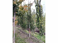 Goudiep - ulmus 'wredei' - afbeelding 2 van  5