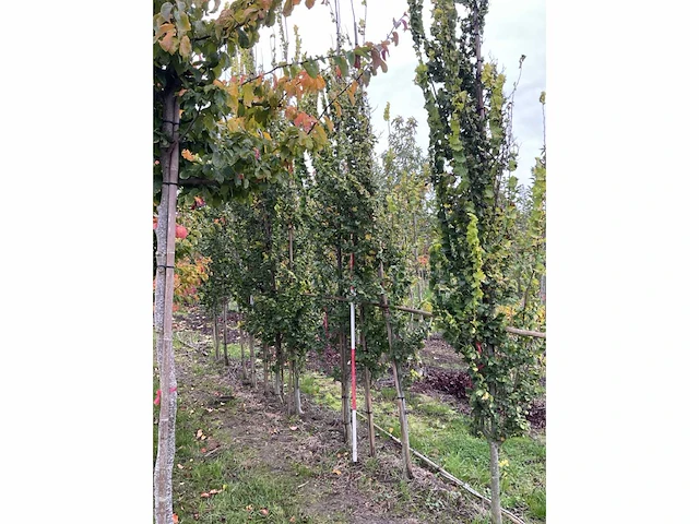Goudiep - ulmus 'wredei' - afbeelding 3 van  5