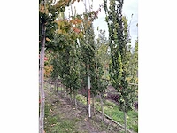 Goudiep - ulmus 'wredei' - afbeelding 3 van  5