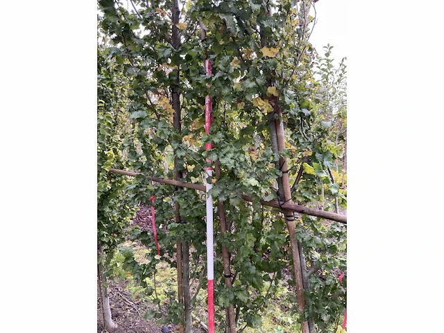 Goudiep - ulmus 'wredei' - afbeelding 4 van  5