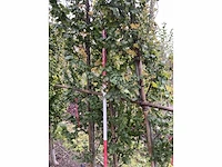 Goudiep - ulmus 'wredei' - afbeelding 4 van  5