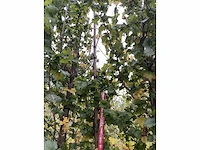 Goudiep - ulmus 'wredei' - afbeelding 5 van  5