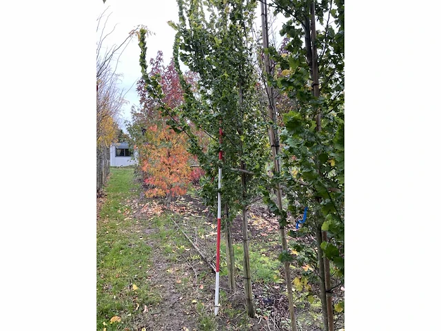 Goudiep - ulmus 'wredei' - afbeelding 2 van  4