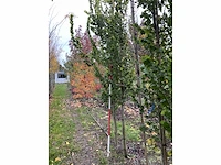 Goudiep - ulmus 'wredei' - afbeelding 2 van  4