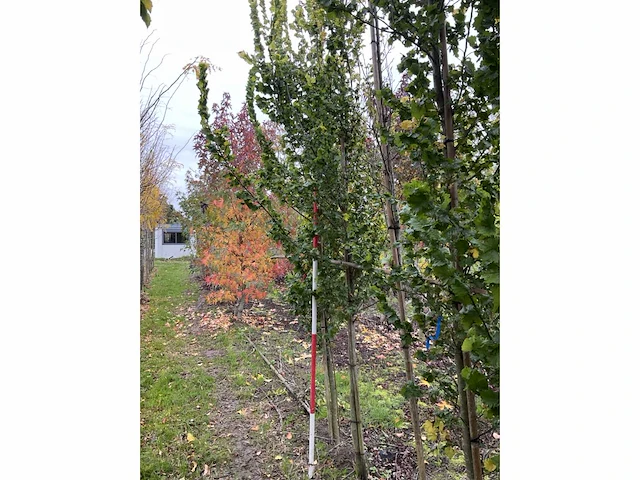 Goudiep - ulmus 'wredei' - afbeelding 3 van  4