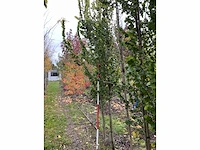 Goudiep - ulmus 'wredei' - afbeelding 3 van  4