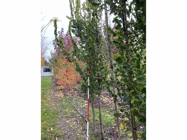 Goudiep - ulmus 'wredei' - afbeelding 4 van  4