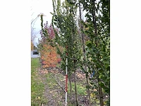 Goudiep - ulmus 'wredei' - afbeelding 4 van  4