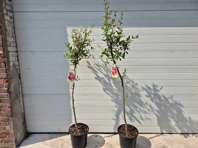 Granaatappelboom - fruit tree - punica granatum - hoogte ca. 170cm - afbeelding 1 van  2