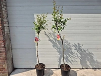 Granaatappelboom - fruit tree - punica granatum - hoogte ca. 170cm - afbeelding 1 van  2