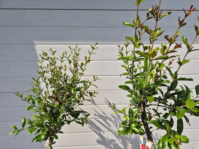 Granaatappelboom - fruit tree - punica granatum - hoogte ca. 170cm - afbeelding 2 van  2