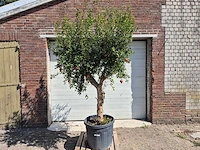 Granaatappelboom - punica granatum - hoogte ca. 230 cm - afbeelding 1 van  8