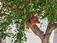 Granaatappelboom - punica granatum - hoogte ca. 230 cm - afbeelding 2 van  8