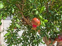 Granaatappelboom - punica granatum - hoogte ca. 230 cm - afbeelding 3 van  8