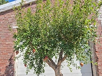 Granaatappelboom - punica granatum - hoogte ca. 230 cm - afbeelding 4 van  8