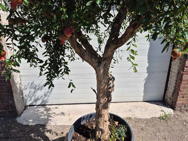 Granaatappelboom - punica granatum - hoogte ca. 230 cm - afbeelding 5 van  8