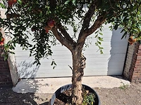 Granaatappelboom - punica granatum - hoogte ca. 230 cm - afbeelding 5 van  8