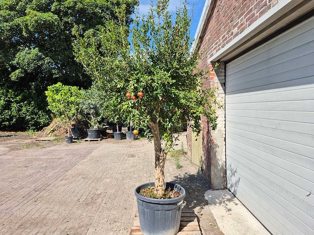 Granaatappelboom - punica granatum - hoogte ca. 230 cm - afbeelding 6 van  8
