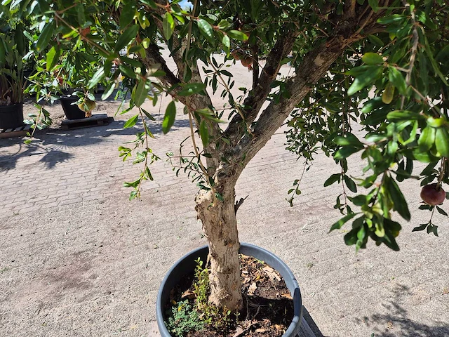 Granaatappelboom - punica granatum - hoogte ca. 230 cm - afbeelding 7 van  8
