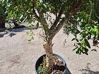 Granaatappelboom - punica granatum - hoogte ca. 230 cm - afbeelding 7 van  8